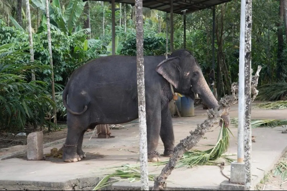 Cassells Jungle Resorts Thekkady Vandiperiyar India