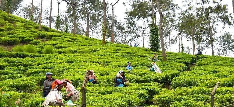 Cassells Jungle Resorts Thekkady Vandiperiyar 0*,  India